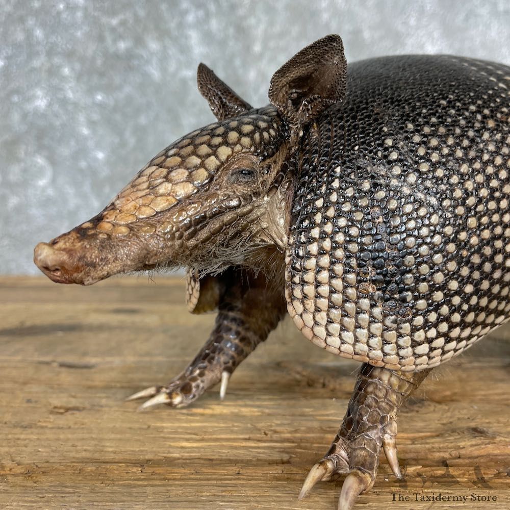 Armadillo Life-Size Mount For Sale #25505 @ The Taxidermy Store