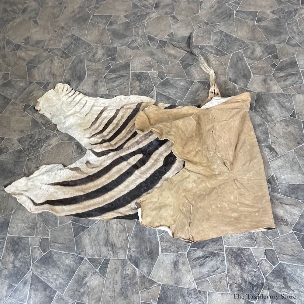 African Zebra Back Hide For Sale #25366 @ The Taxidermy Store