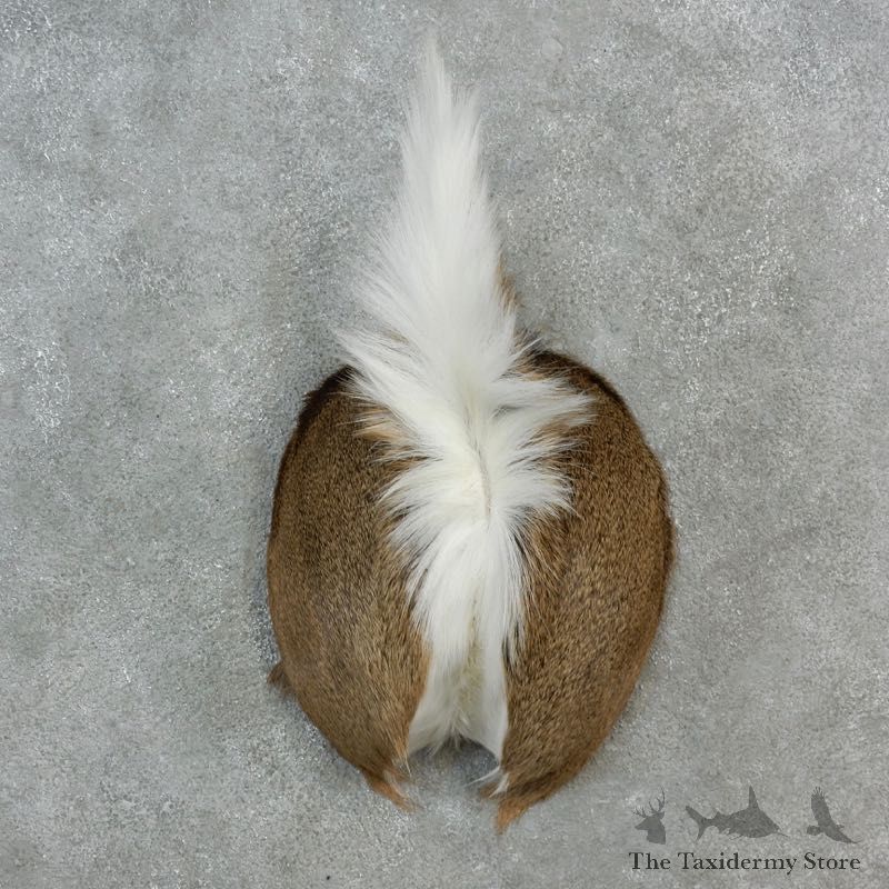 Whitetail Deer Rump Mount For Sale #17150 @ The Taxidermy Store