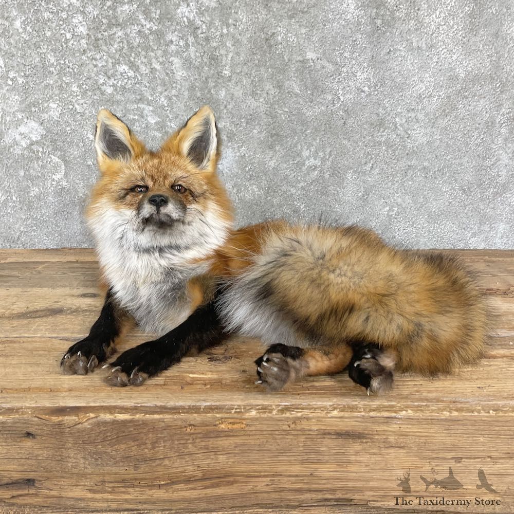 Red Fox Life-Size Mount For Sale #26437 @ The Taxidermy Store