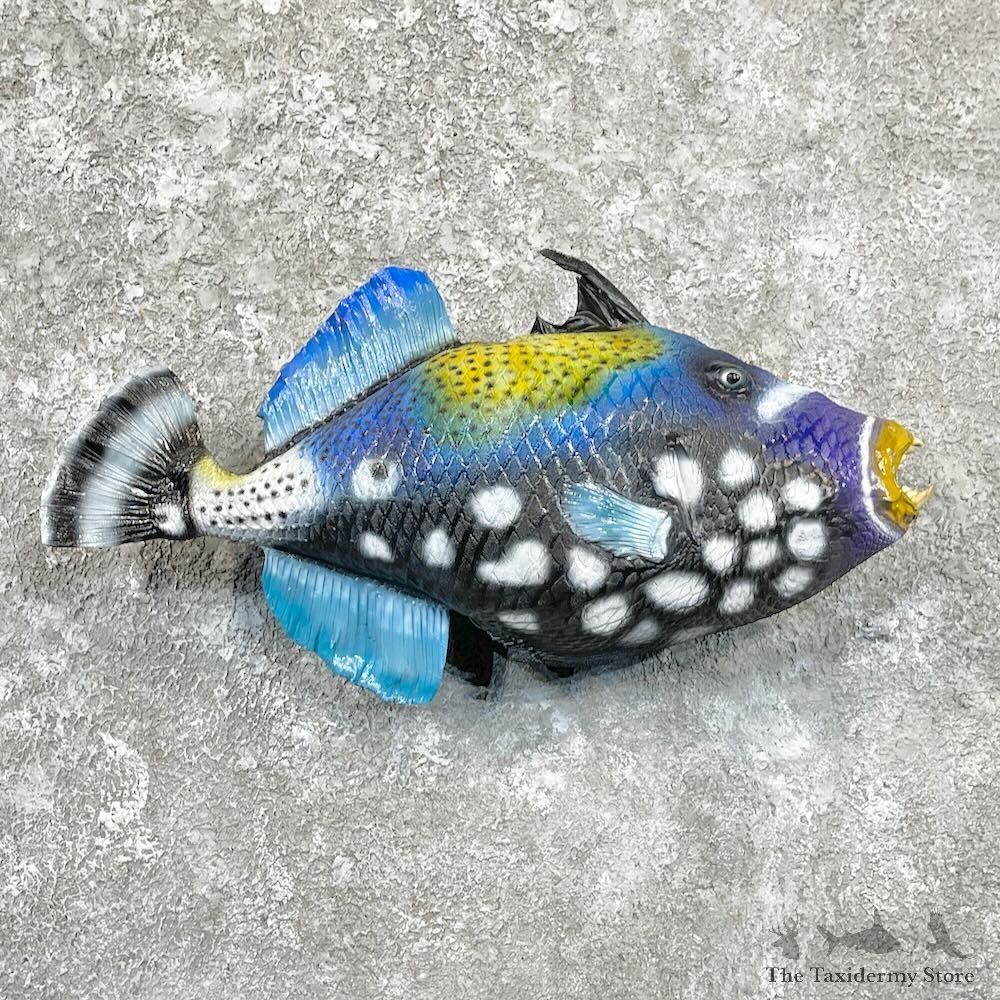 Clown Triggerfish Taxidermy Mount For Sale #27814 @ The Taxidermy Store