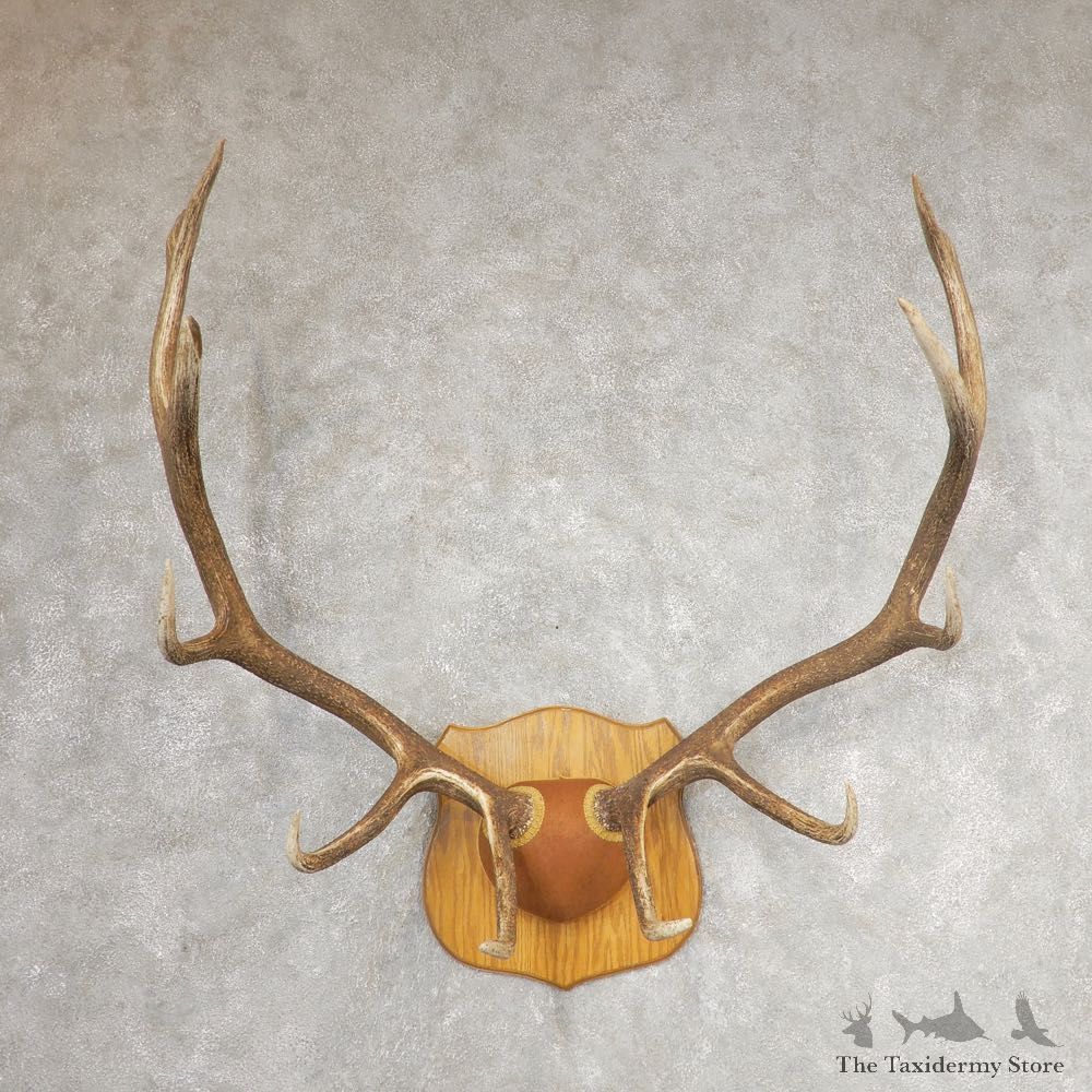 Rocky Mountain Elk Plaque Mount For Sale #21065 @ The Taxidermy Store