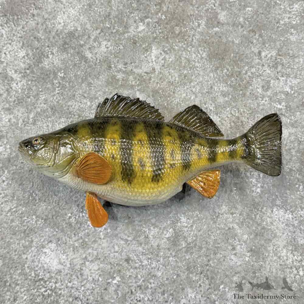 Yellow Perch Fish Mount For Sale #31869 @ The Taxidermy Store