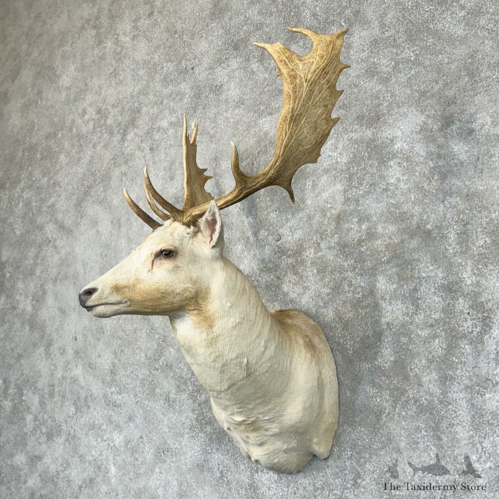 White Fallow Deer Shoulder Mount For Sale #29448 @ The Taxidermy Store