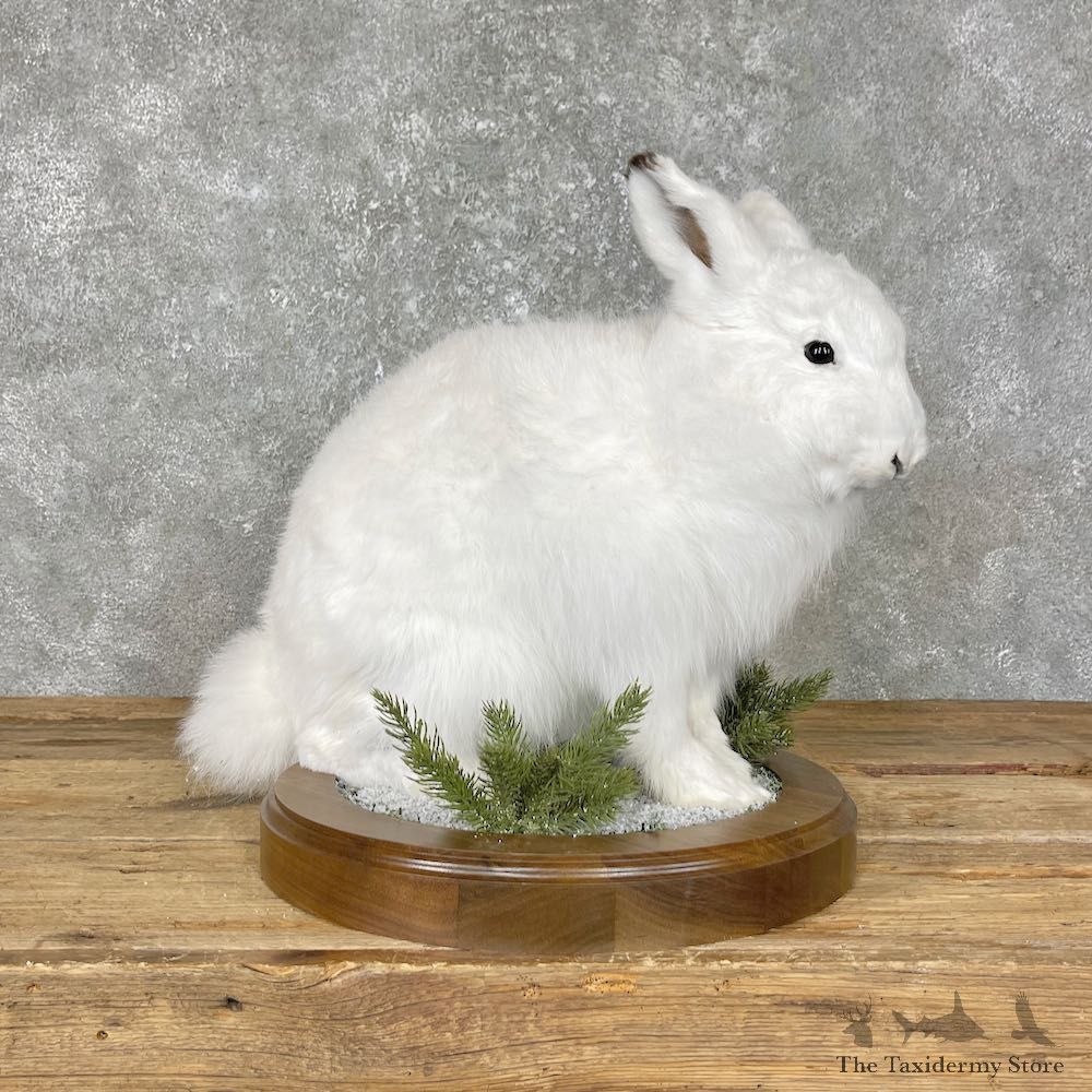 Arctic Hare Rabbit Mount #25662 For Sale @ The Taxidermy Store