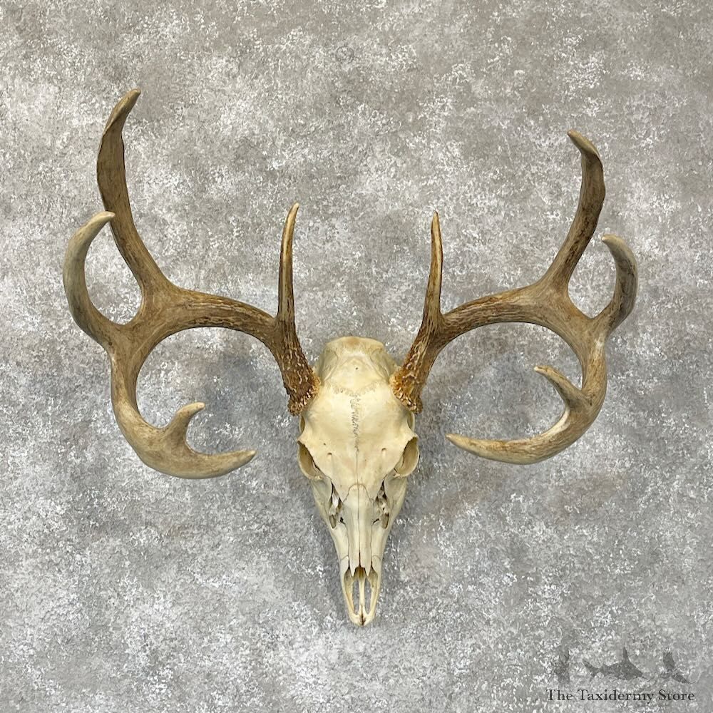 Whitetail Deer Skull European Mount For Sale #28109 @ The Taxidermy Store