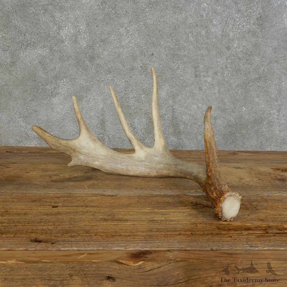 Whitetail Deer Antler Shed For Sale #16150 @ The Taxidermy Store