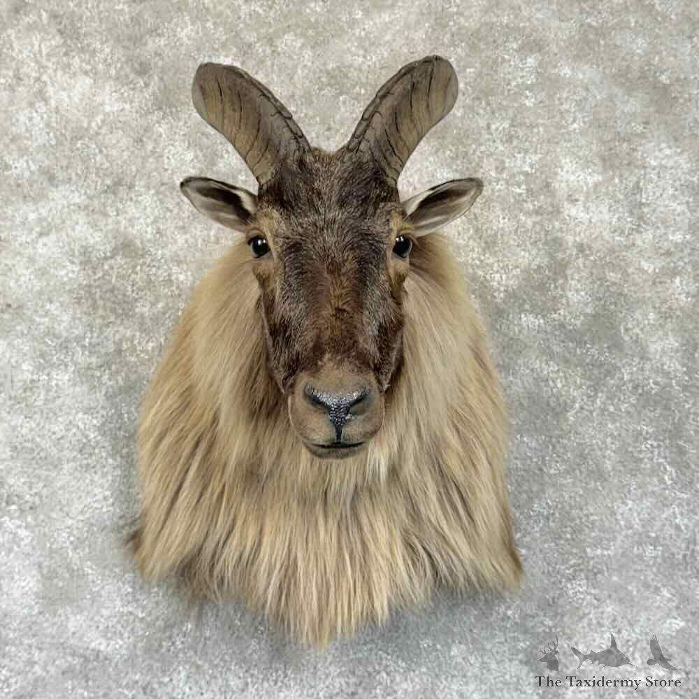 Himalayan Tahr Shoulder Mount For Sale #30786 @ The Taxidermy Store