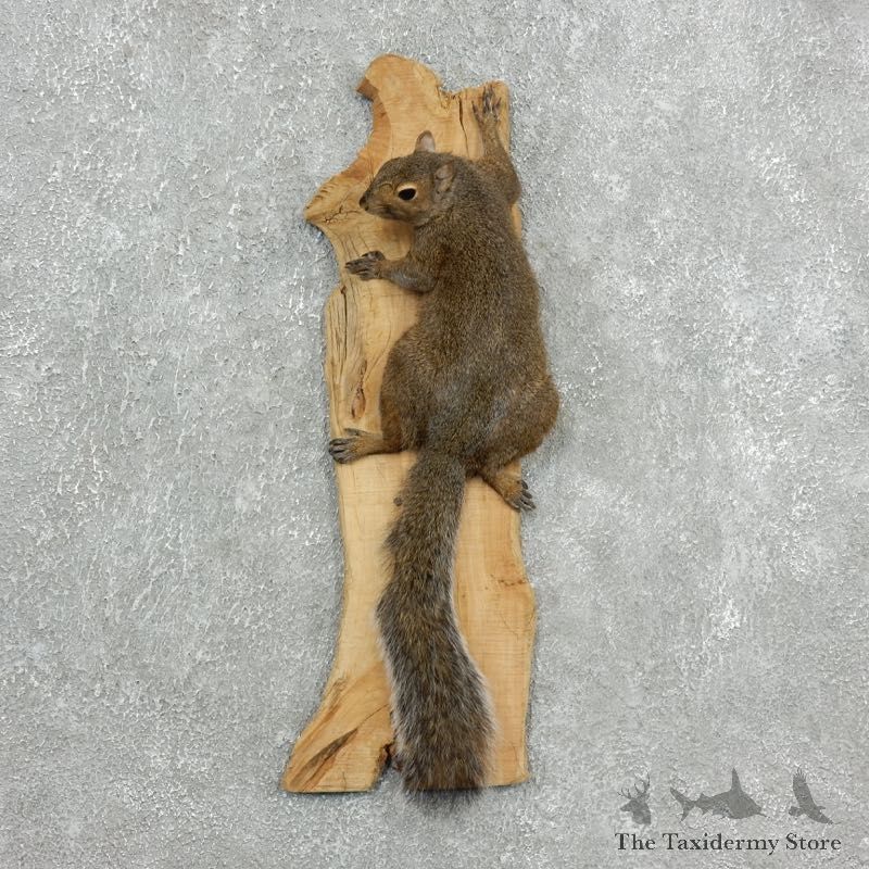 Grey Squirrel Life-Size Mount For Sale #18119 @ The Taxidermy Store
