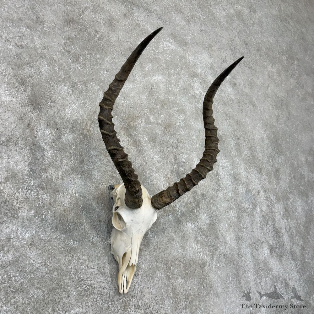Impala Skull & Horns European Mount For Sale #29825 @ The Taxidermy Store
