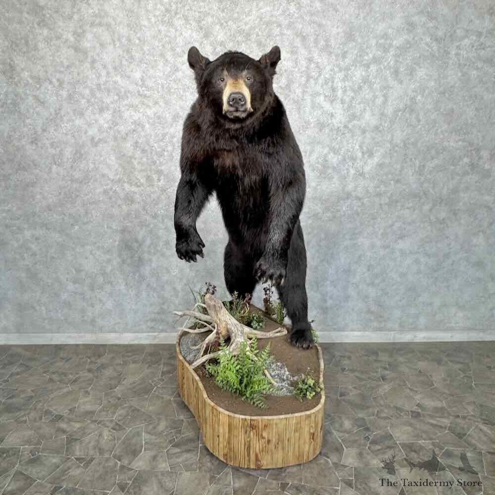 Black Bear Life Size Mount For Sale #31991 @ The Taxidermy Store