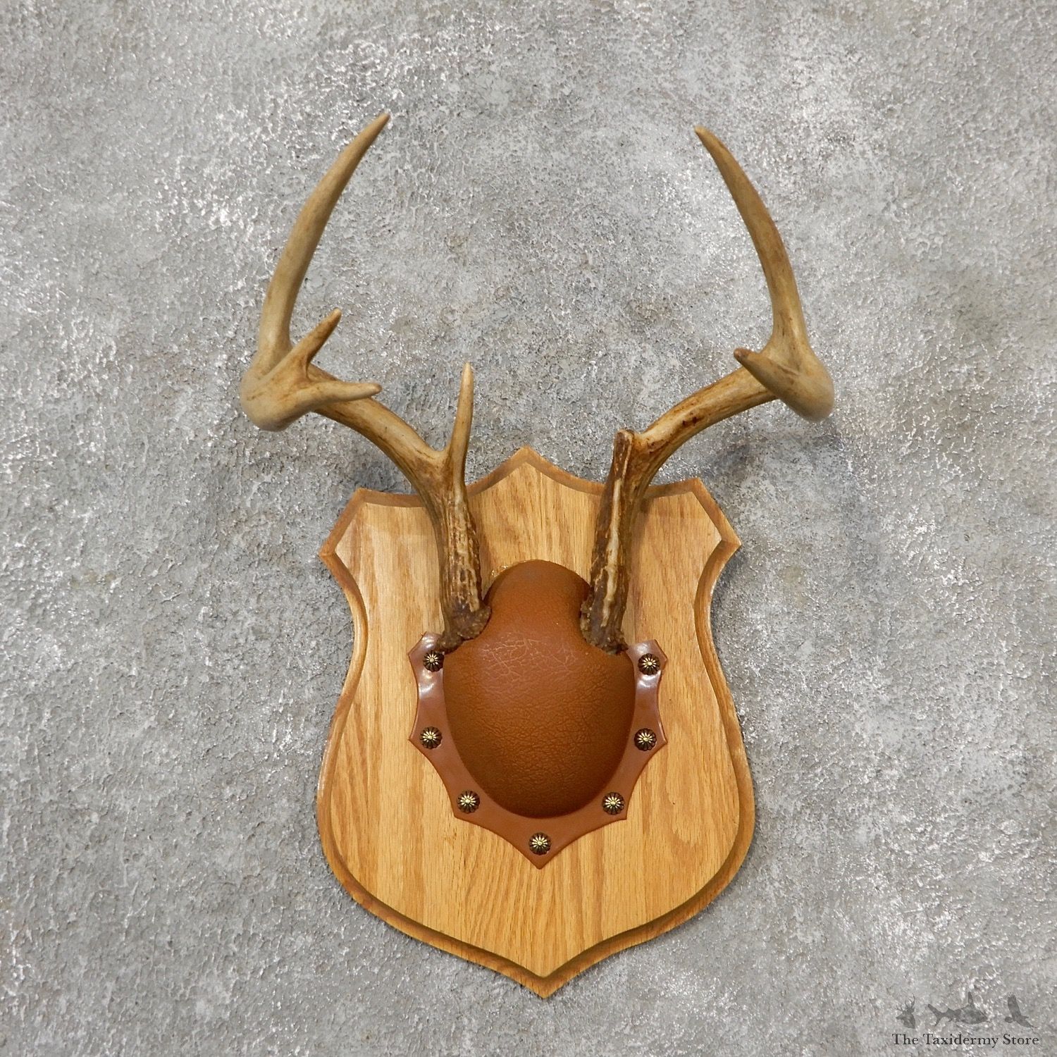 Whitetail Deer Antler Plaque Mount For Sale #19142 @ The Taxidermy Store