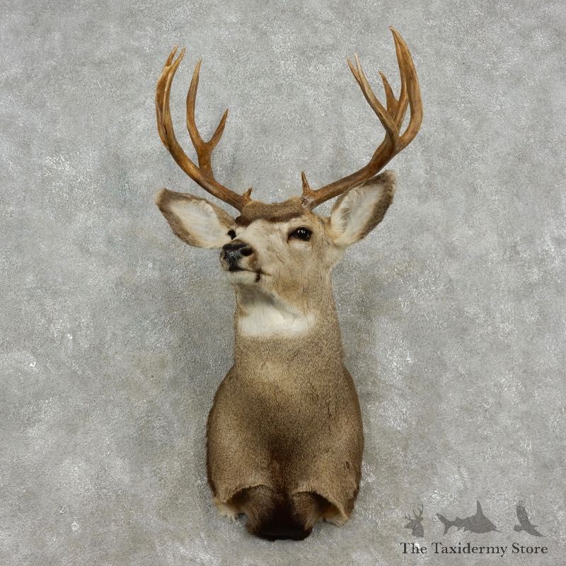 Mule Deer Shoulder Mount For Sale #17347 @ The Taxidermy Store
