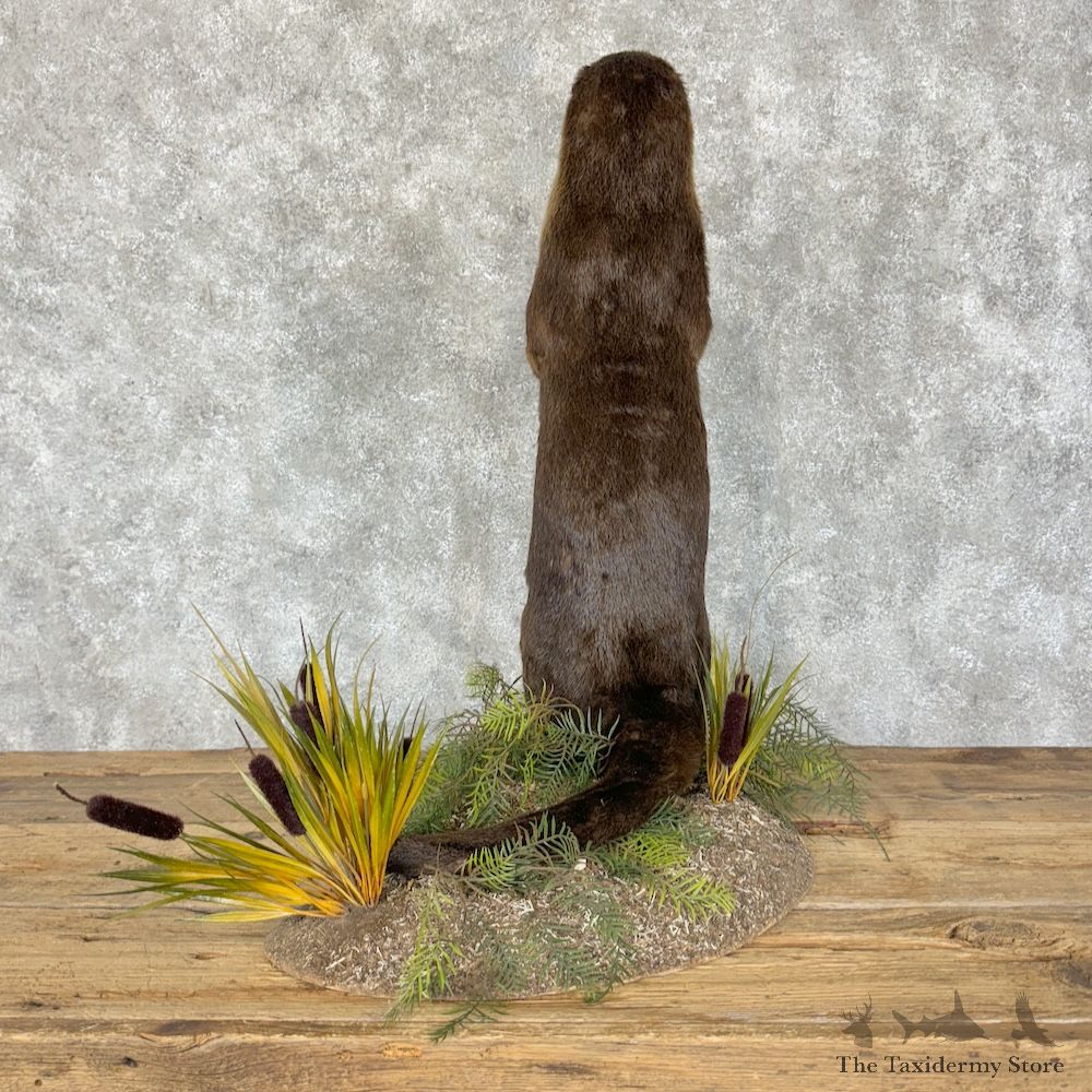 River Otter Life-Size Mount For Sale #29261 @ The Taxidermy Store