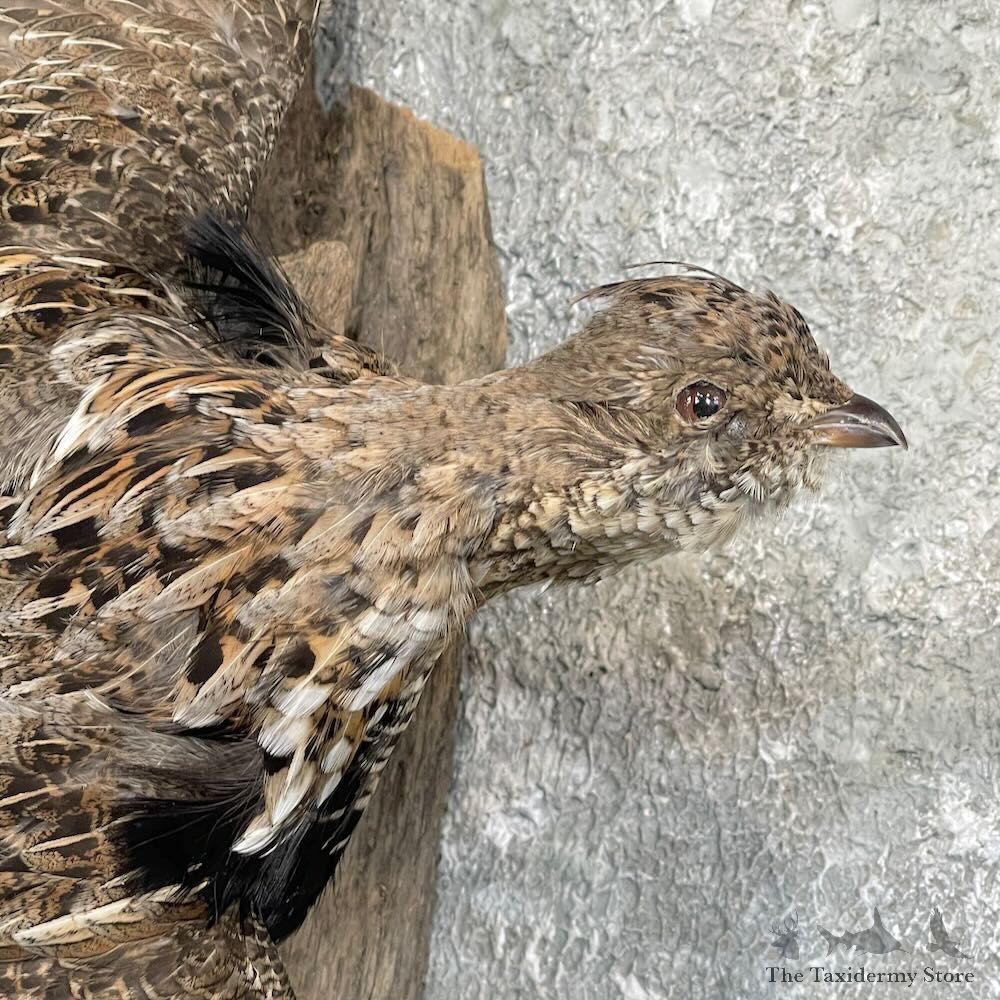 Ruffed Grouse Bird Mount For Sale #27484 @ The Taxidermy Store