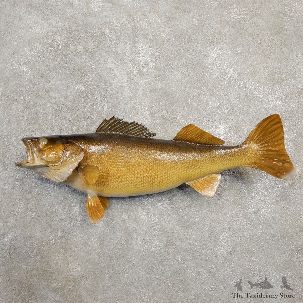 Walleye Taxidermy Fish Mount #20583 For Sale @ The Taxidermy Store