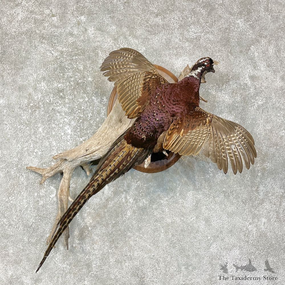 Copper Pheasant Bird Mount For Sale #25627 - The Taxidermy Store