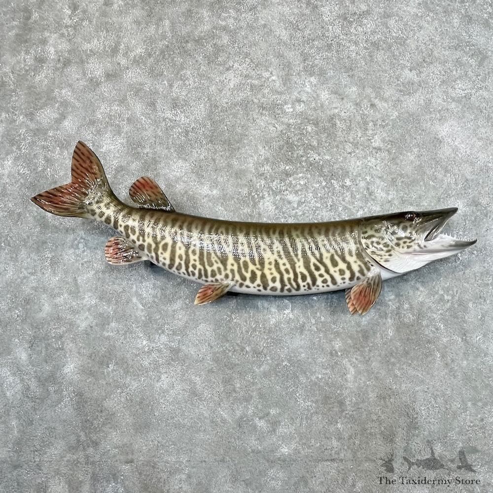 Tiger Musky Fish Mount For Sale #27675 - The Taxidermy Store