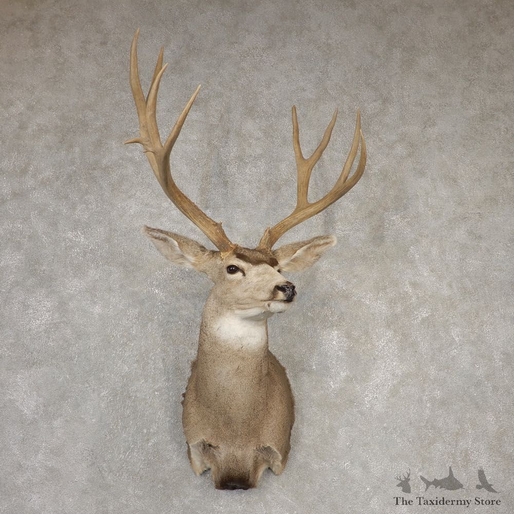 Mule Deer Shoulder Mount For Sale #20522 @ The Taxidermy Store