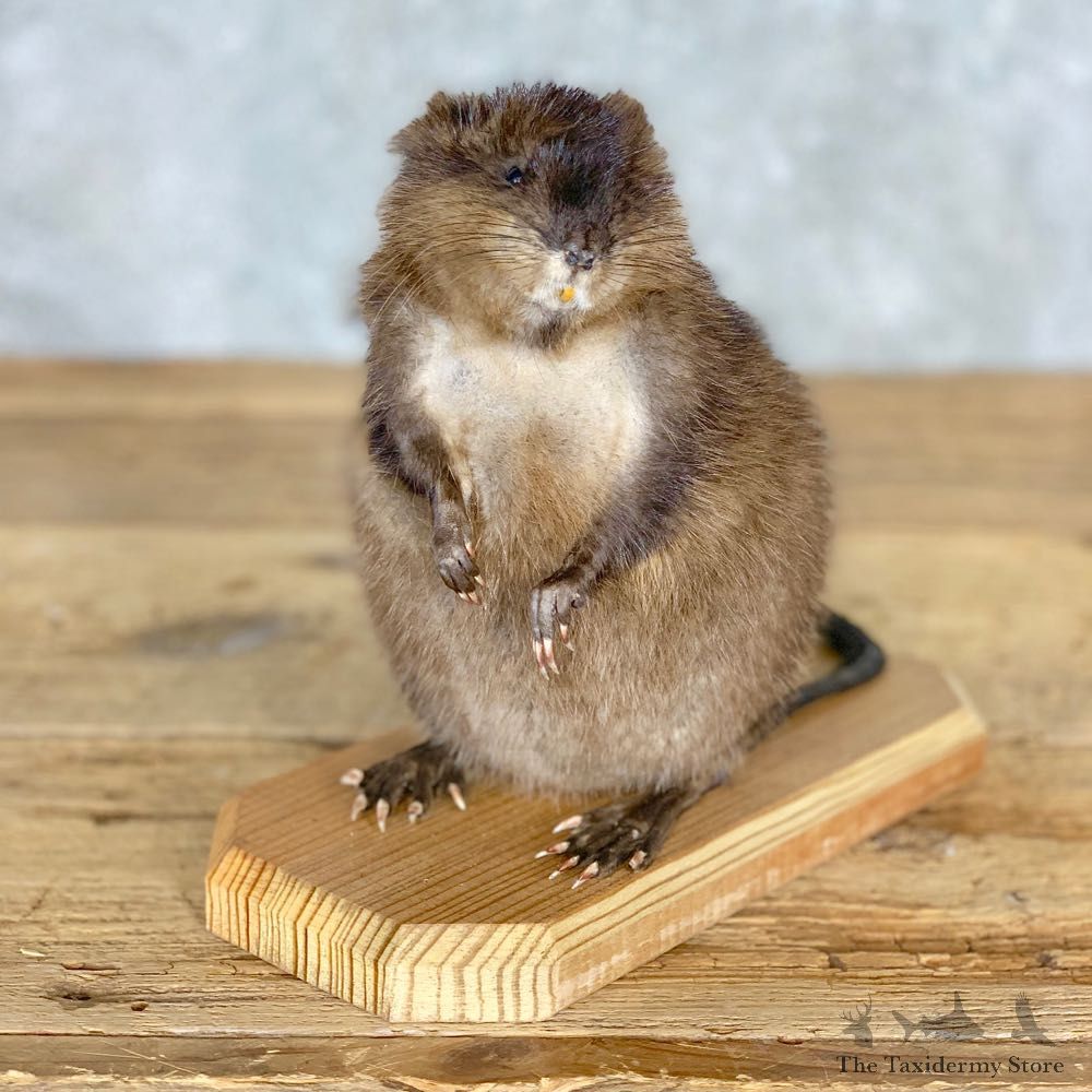 Muskrat Life Size Taxidermy Mount #21706 For Sale @ The Taxidermy Store