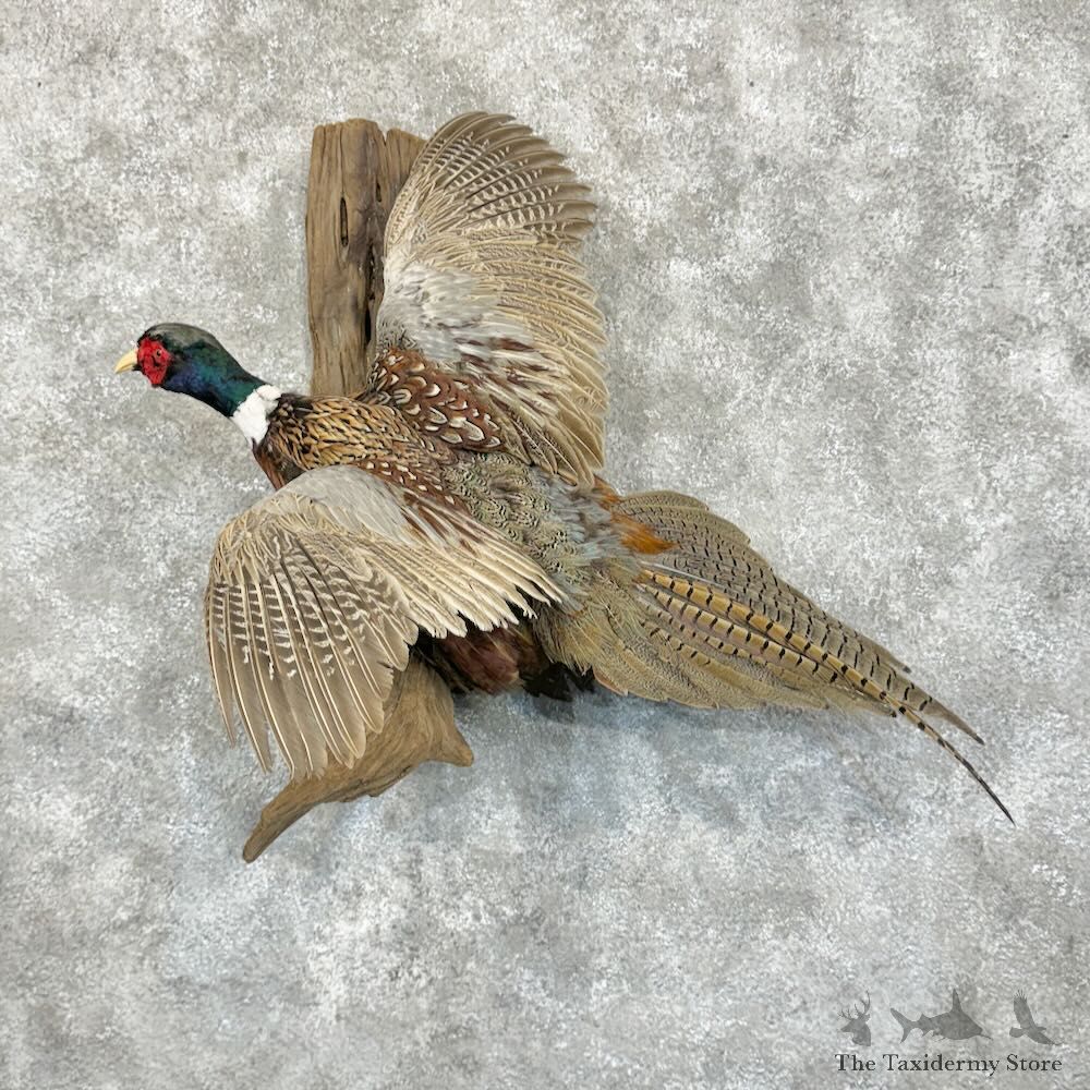 Ringneck Pheasant Bird Mount For Sale #29077 @ The Taxidermy Store