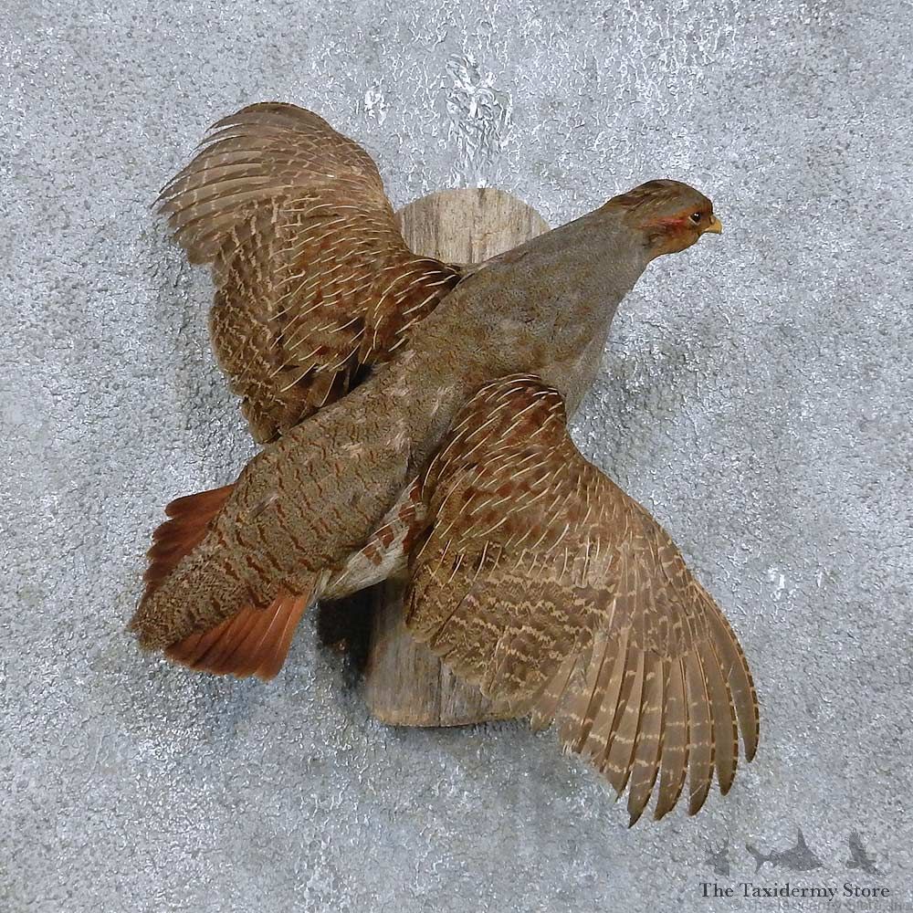 Flying Grey Partridge Mount For Sale #14814 @ The Taxidermy Store