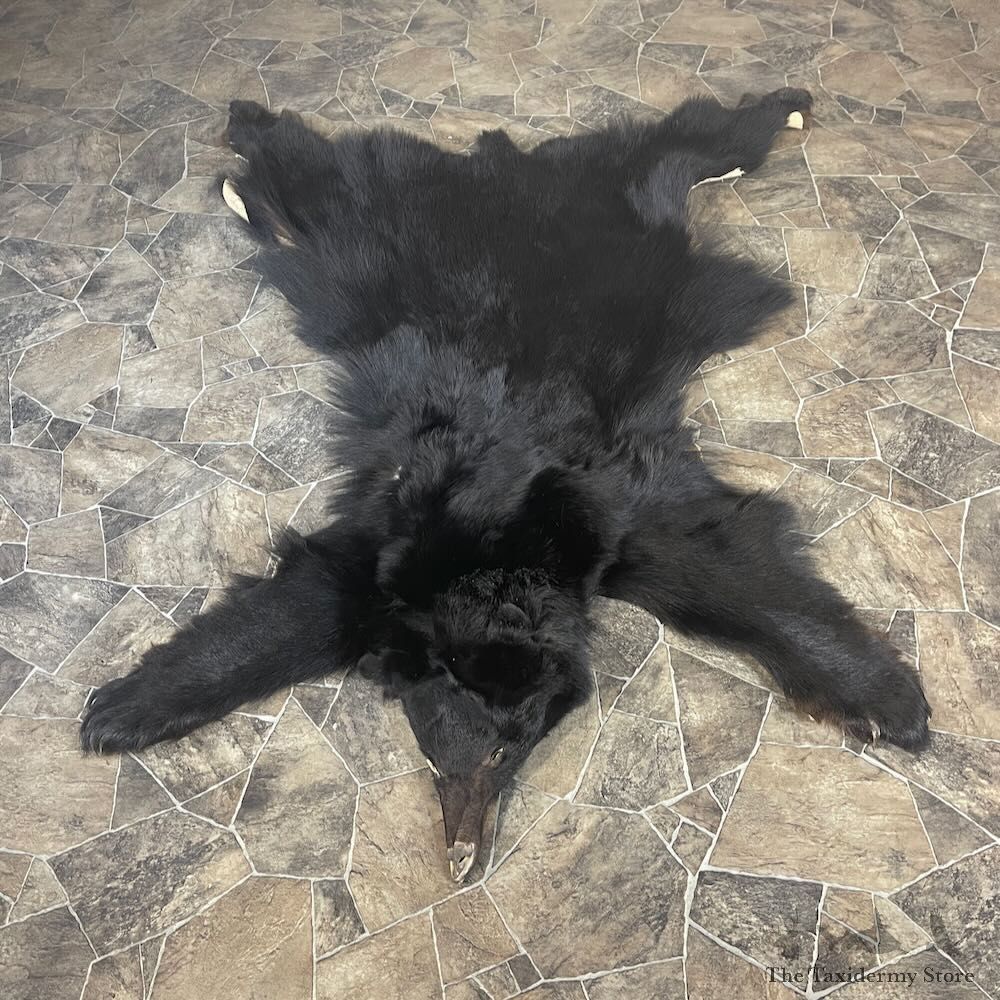 Black Bear Full Size Hide For Sale #27873 @ The Taxidermy Store