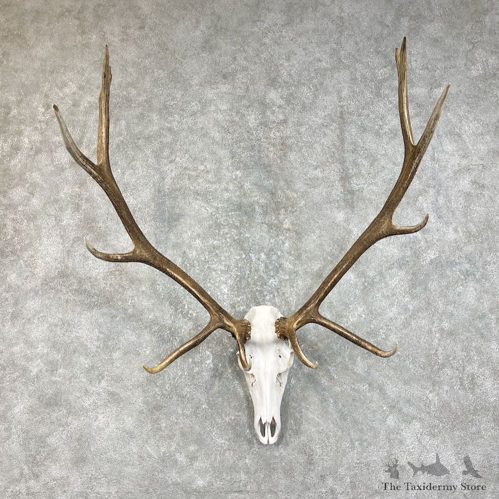 Rocky Mountain Elk Skull European Mount For Sale #25839 @ The Taxidermy Store