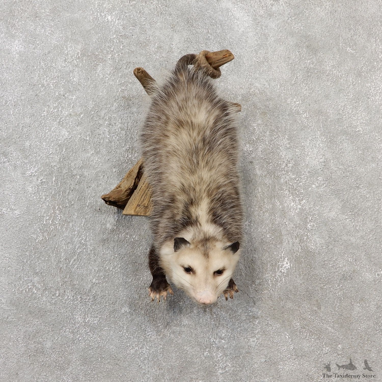 Wall Hanging Opossum Mount For Sale #19071 @ The Taxidermy Store