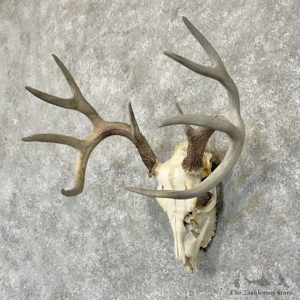 Whitetail Deer Skull European Mount For Sale #28817 @ The Taxidermy Store