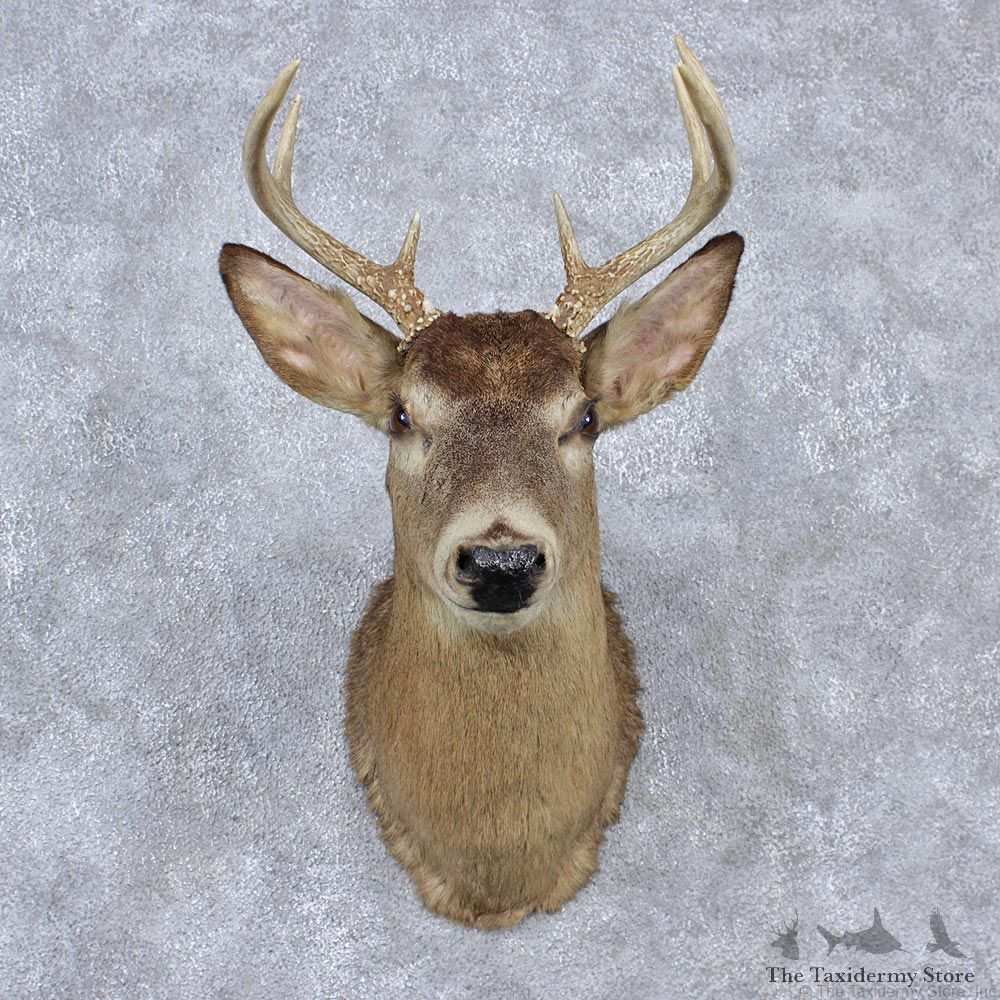 Whitetail Deer Shoulder Taxidermy Mount #12526 For Sale @ The Taxidermy Store