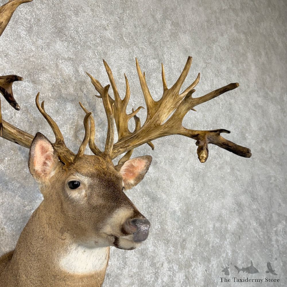 Whitetail Deer Shoulder Mount For Sale #29993 @ The Taxidermy Store