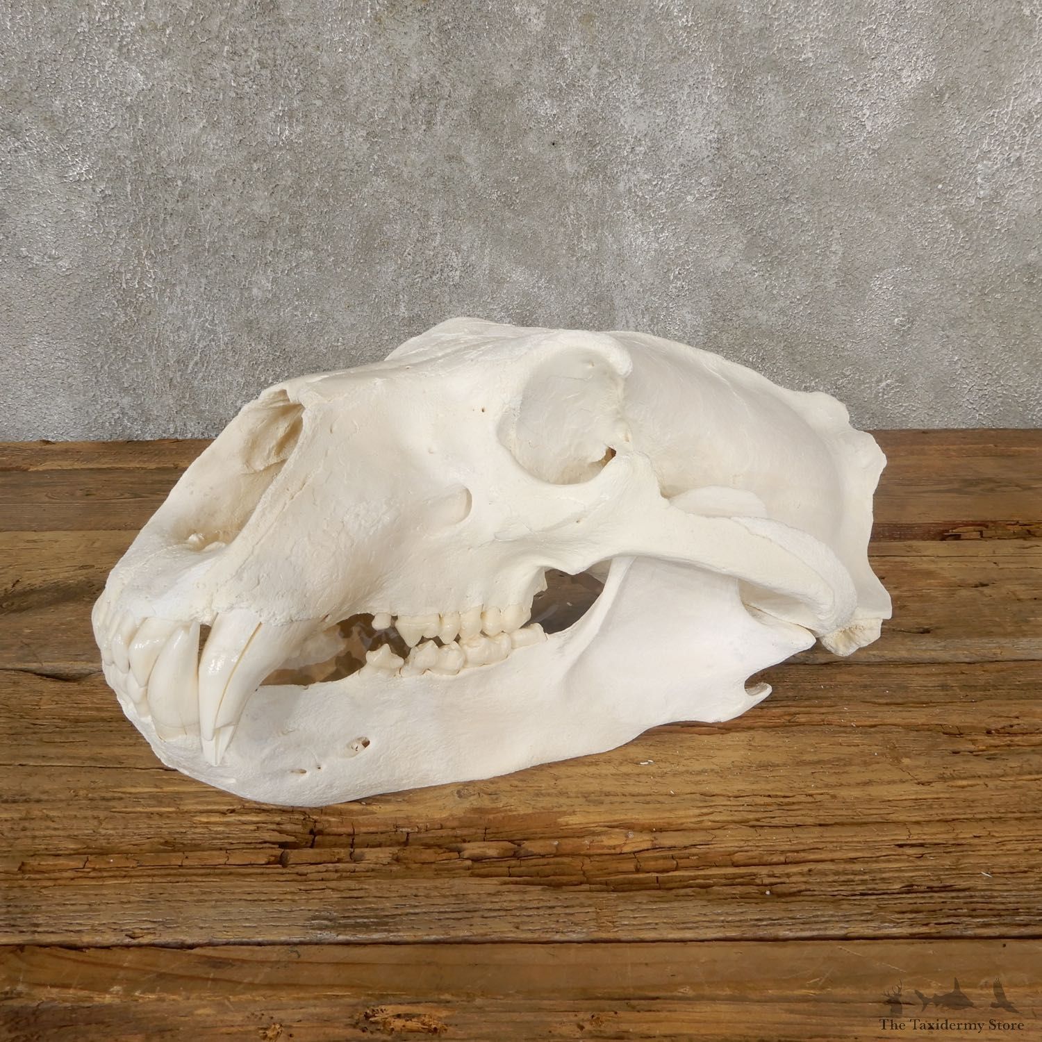 Polar Bear Taxidermy Skull Mount For Sale #19265 @ The Taxidermy Store