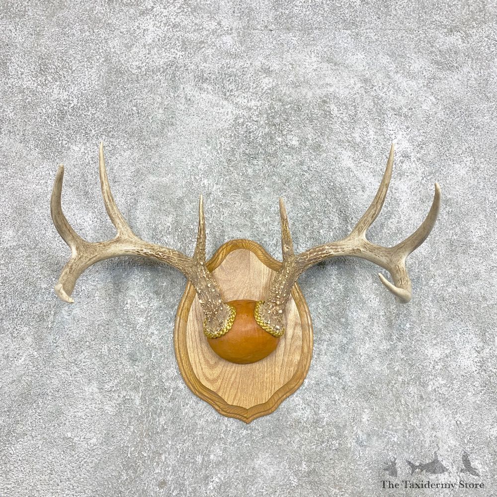 Whitetail Deer Antler Plaque Mount For Sale #22298 @ The Taxidermy Store