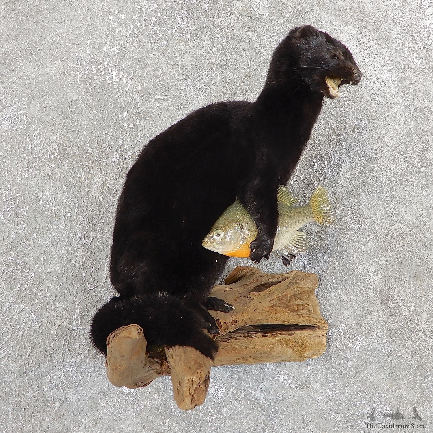 Mink Life-Size Taxidermy Mount For Sale #19812 @ The Taxidermy Store