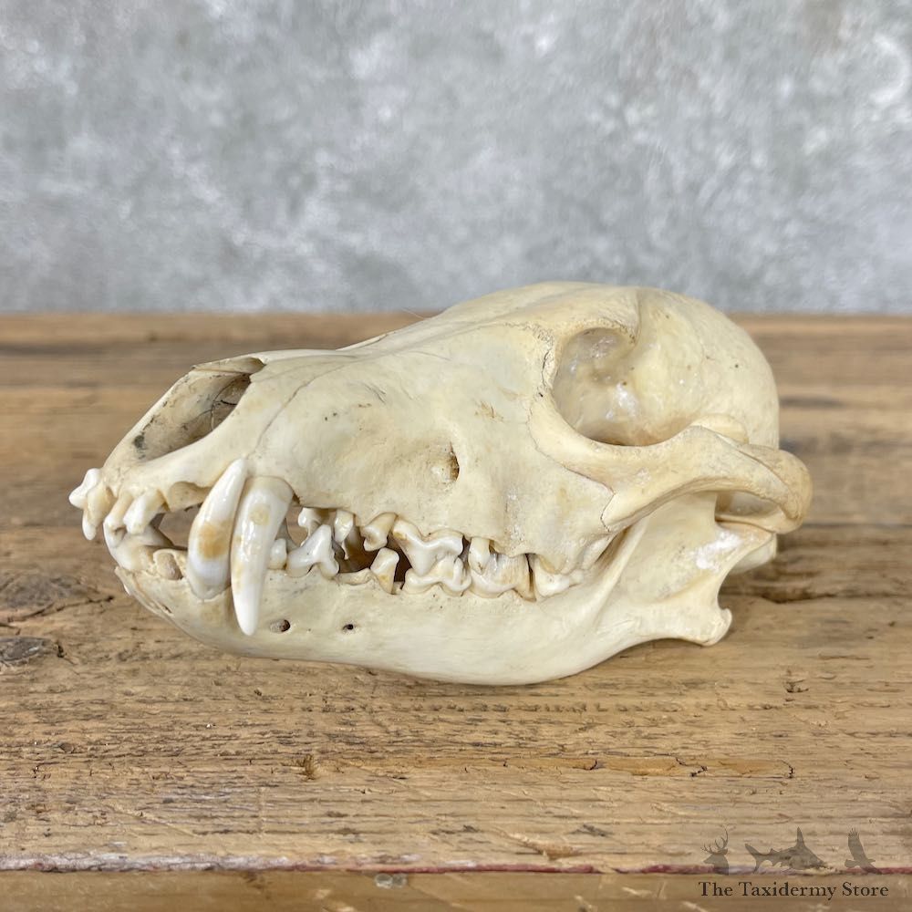 Coyote Full Skull Taxidermy Mount #26028 For Sale @ The Taxidermy Store