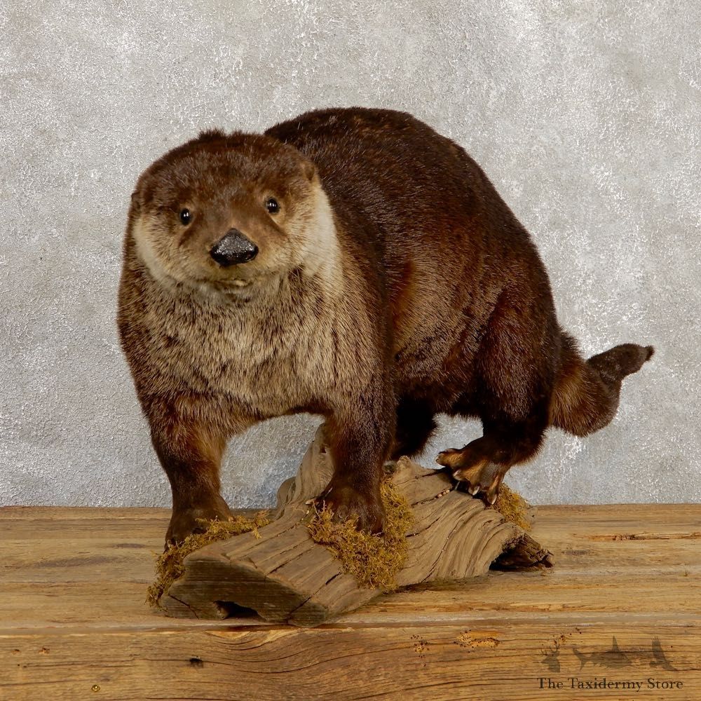 River Otter Life-Size Mount #18801 For Sale @ The Taxidermy Store