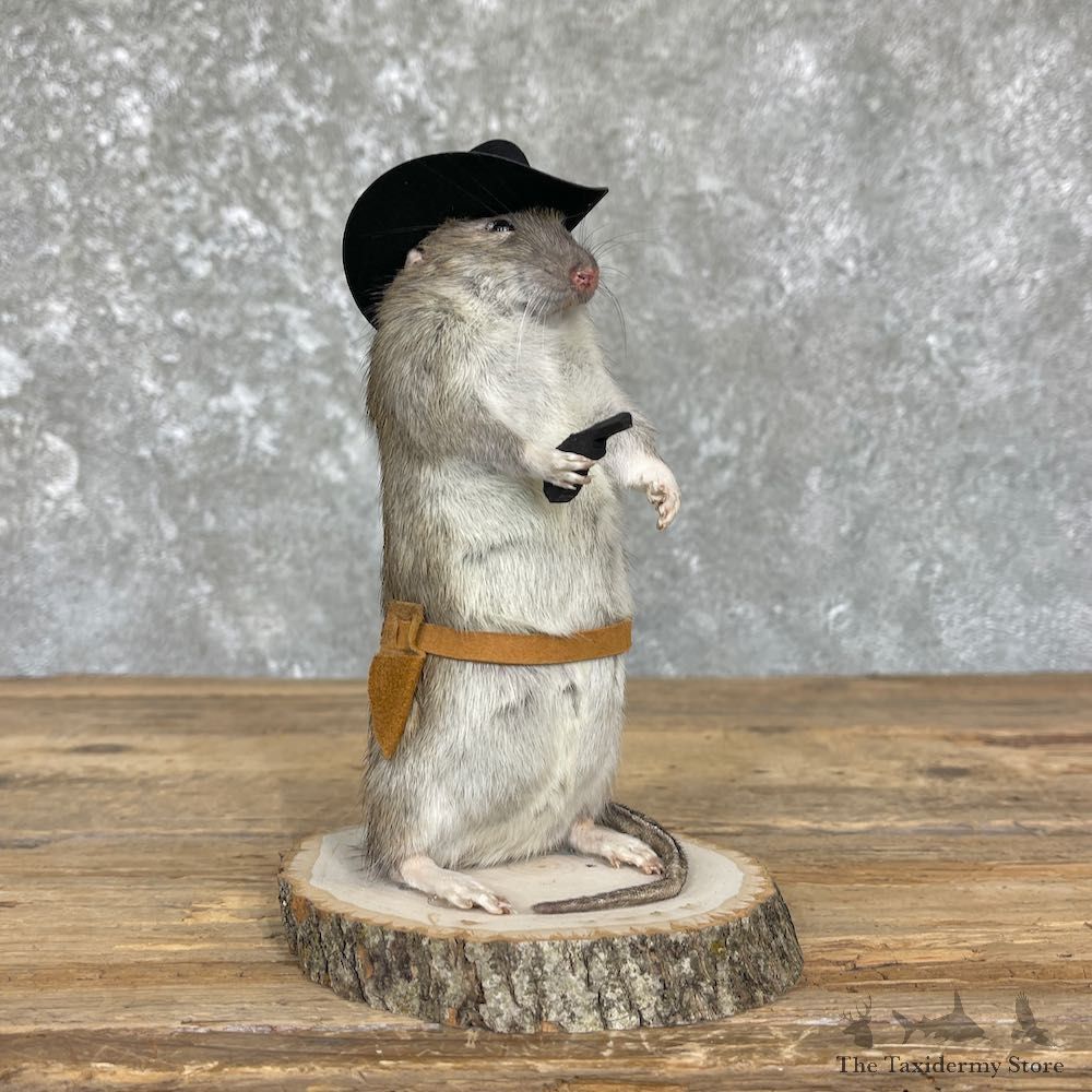 Cowboy Rat Novelty Mount For Sale #26364 @ The Taxidermy Store