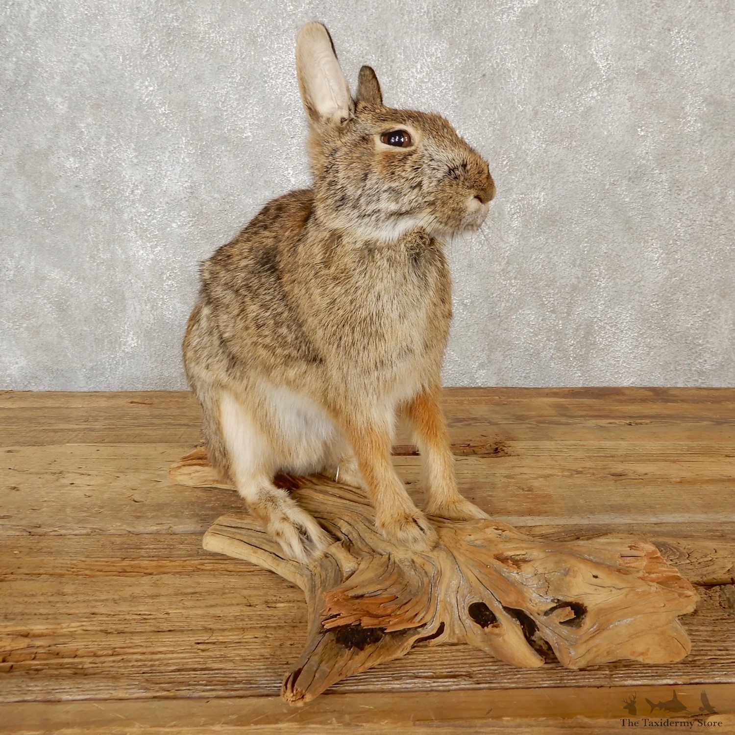 Life-size Cottontail Rabbit Taxidermy Mount For Sale #19081 @ The Taxidermy Store