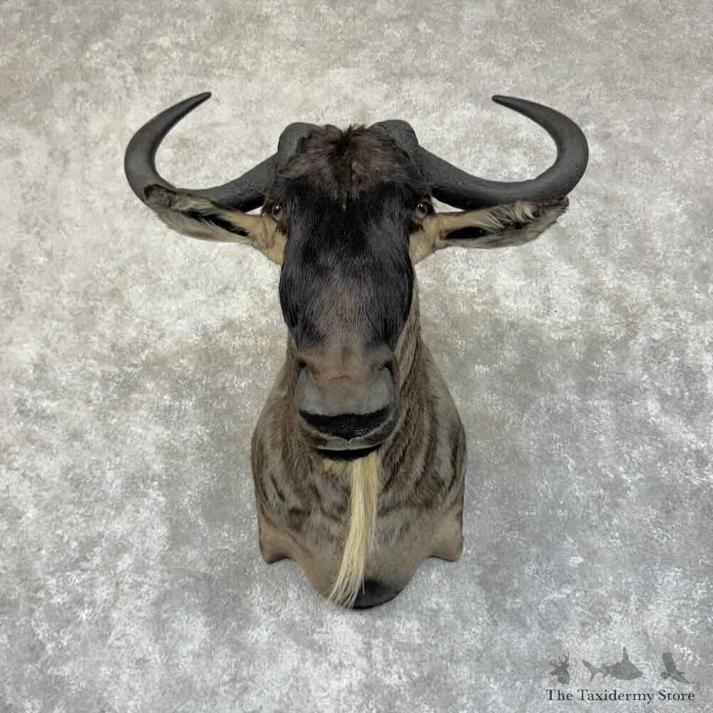 White-Bearded Wildebeest Shoulder Mount For Sale #31350 @ The Taxidermy Store