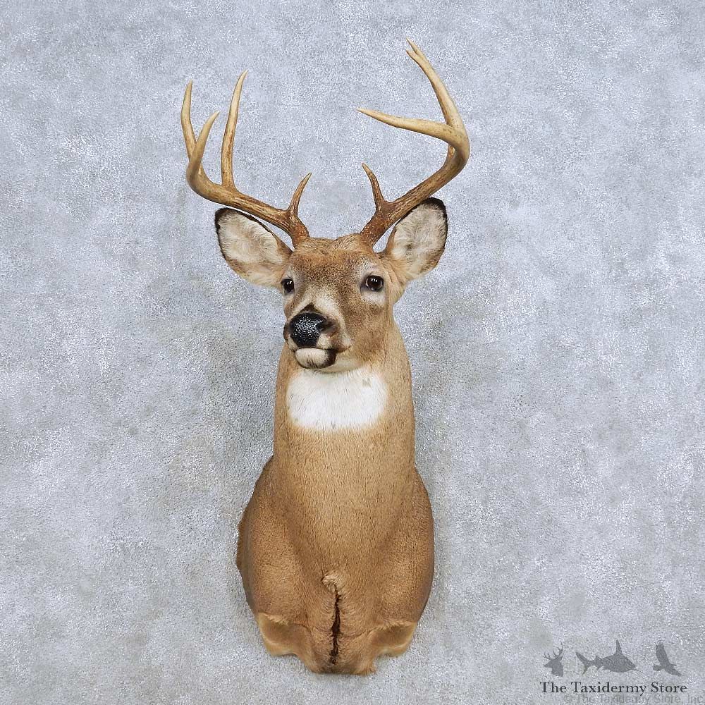 Whitetail Deer Shoulder Mount For Sale #14311 @ The Taxidermy Store