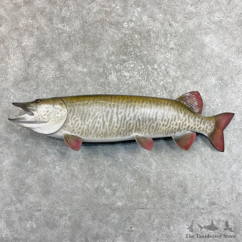 Reproduction Muskellunge Fish Mount For Sale #27533 @ The Taxidermy Store