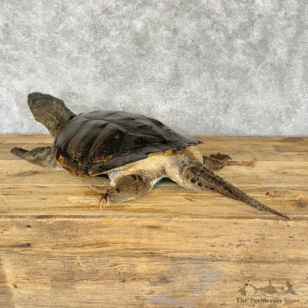 Common Snapping Turtle Mount For Sale #28793 @ The Taxidermy Store