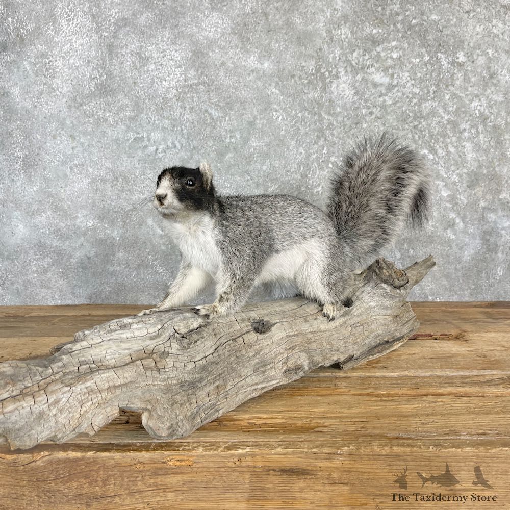 Gray Fox Squirrel Mount For Sale #27111 @ The Taxidermy Store