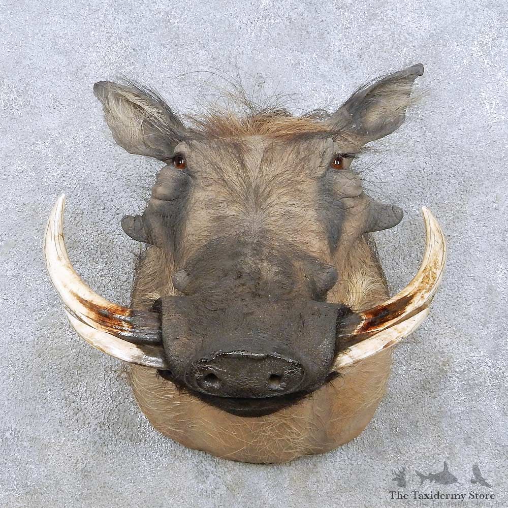 African Warthog Shoulder Mount For Sale #17603 @ The Taxidermy Store