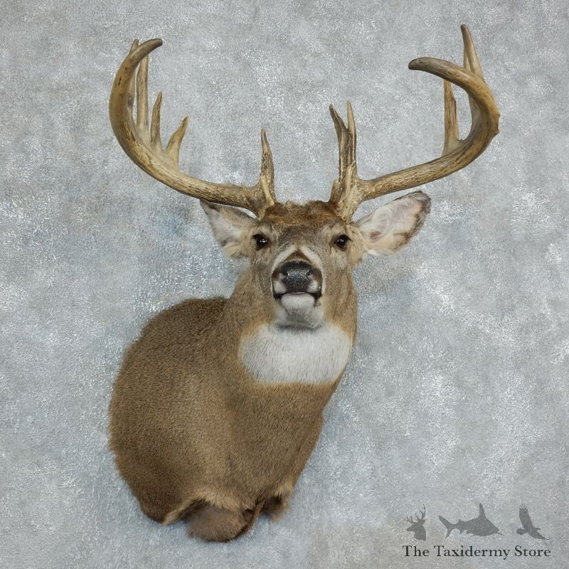 Whitetail Deer Shoulder Taxidermy Mount For Sale #18349 @ The Taxidermy Store.jpg