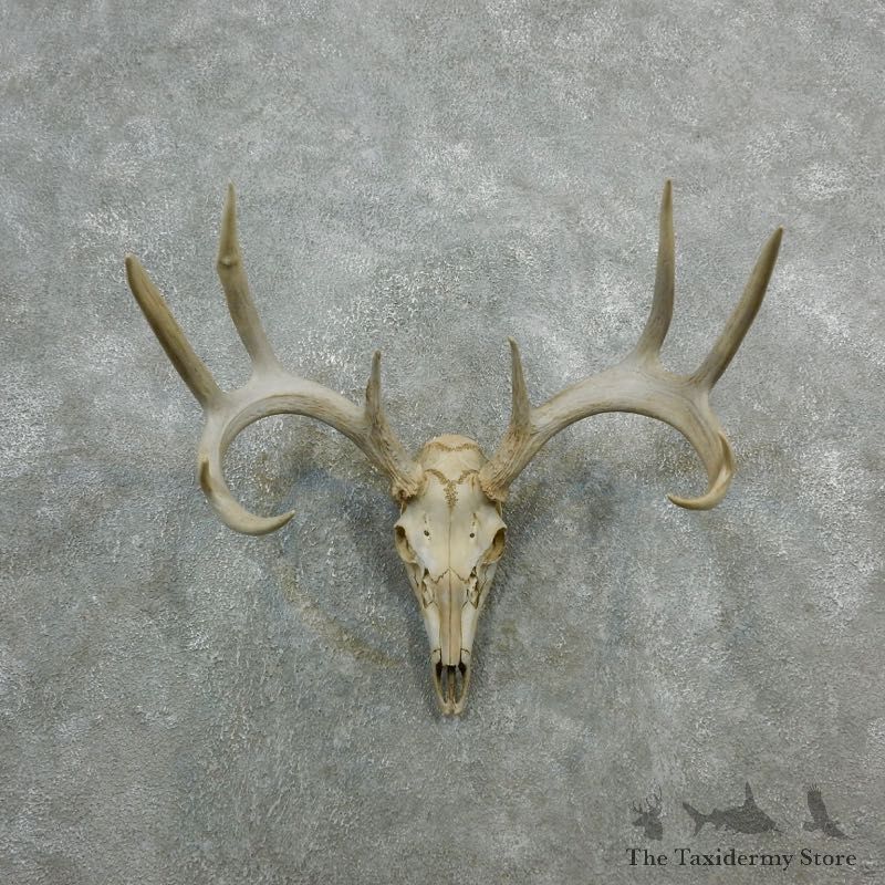 Whitetail Deer Skull European Mount For Sale #18084 @ The Taxidermy Store