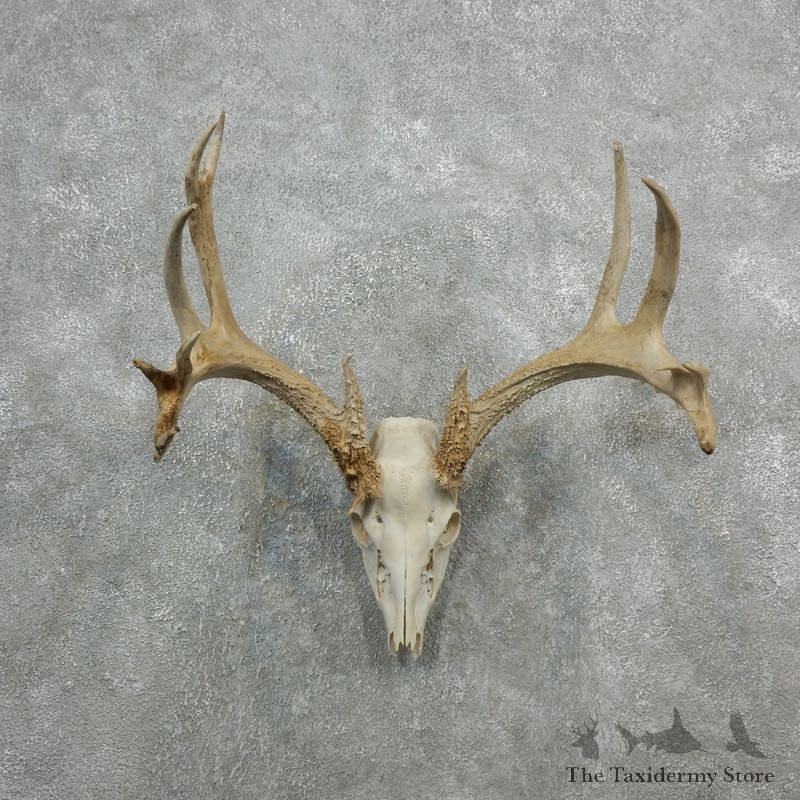 Whitetail Deer Skull European Mount For Sale #18083 @ The Taxidermy Store