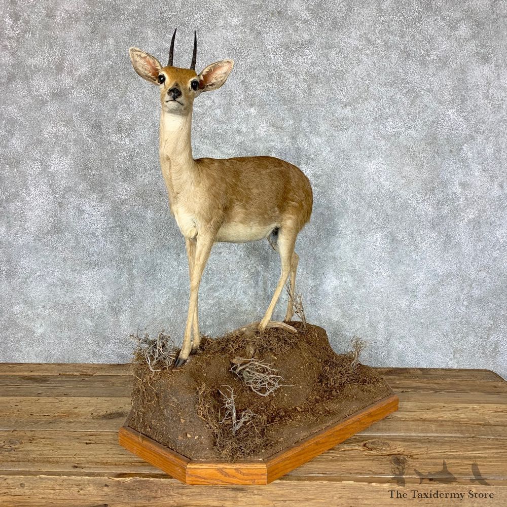 African Steinbok Life-Size Taxidermy Mount For Sale #22859 @ The Taxidermy Store