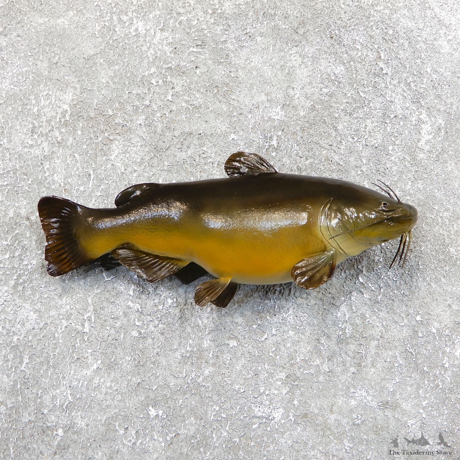 Yellow Belly Bullhead Taxidermy Fish Mount #19683 For Sale @ The Taxidermy Store